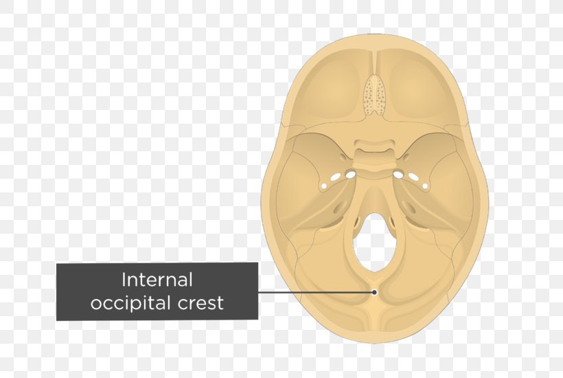 Occipital Bone Internal Occipital Protuberance Internal Occipital
