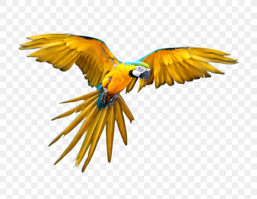 Parrot Bird Flight Scarlet Macaw, PNG, 1024x791px, Parrot, Beak, Bird, Common Pet Parakeet, Drawing Download Free