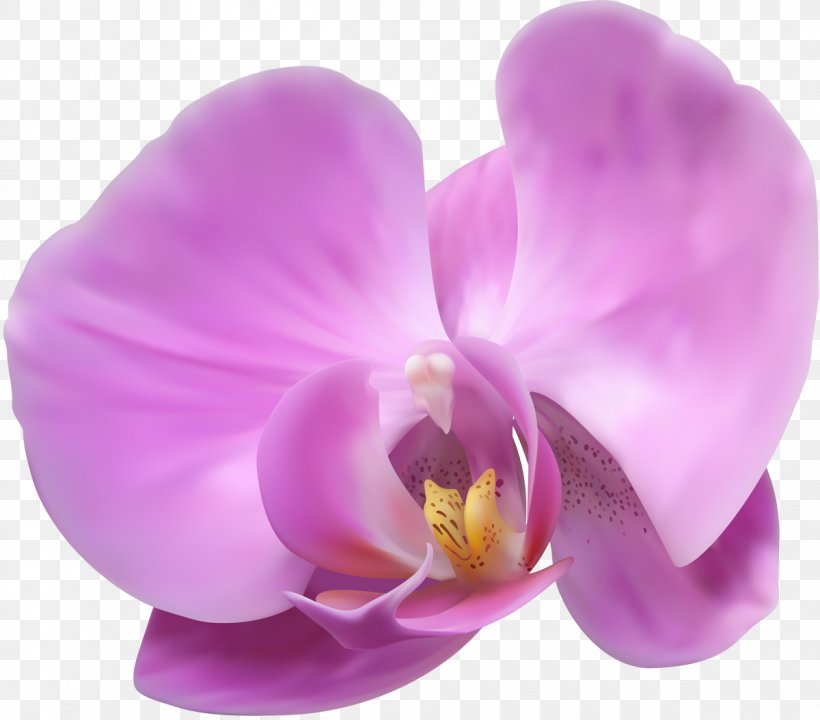 Popular Orchids Flower Clip Art, PNG, 1200x1054px, Orchids, Dendrobium, Flower, Flowering Plant, Kosmetikinstitut Dr Fiebiger Download Free