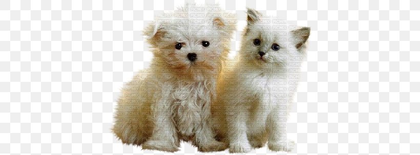 Puppy Pomeranian Kitten Cat Maltese Dog, PNG, 400x303px, Puppy, Breed, Carnivoran, Cat, Cat Like Mammal Download Free