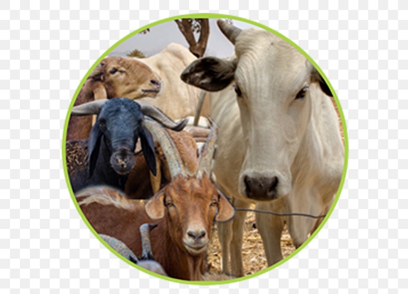 White Fulani Cattle Red Fulani Cattle Goat Fula People Livestock, PNG, 650x591px, Goat, Advertising, Beef, Breed, Cattle Download Free