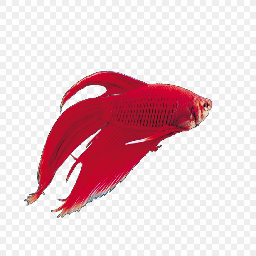 Koi Carassius Auratus Tropical Fish, PNG, 851x851px, Koi, Animal, Aquarium, Carassius Auratus, Color Download Free