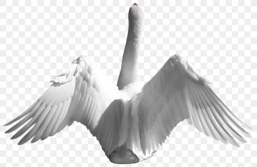 Mallard Bird Domestic Goose Duck Cygnini, PNG, 1600x1041px, Mallard, Aquatic Plants, Beak, Bird, Black And White Download Free