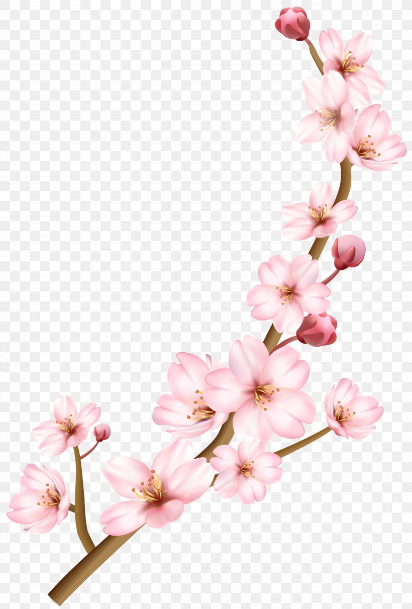 Cherry Blossom Image Branch, PNG, 5411x8000px, Cherry Blossom, Blossom, Branch, Cherries, Cut Flowers Download Free