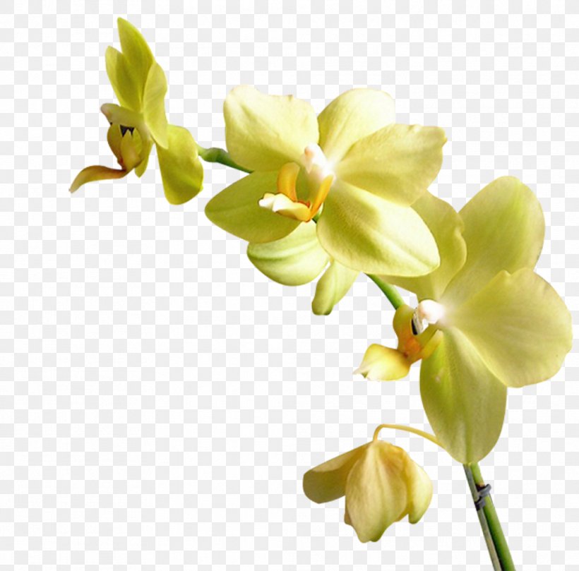 Flower Orchids Yellow Clip Art, PNG, 1013x1000px, Flower, Blog, Blue, Blue Rose, Cut Flowers Download Free
