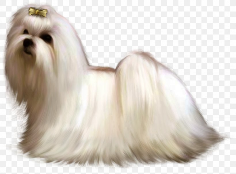 Maltese Dog Bolonka Havanese Dog Little Lion Dog Shih Tzu, PNG, 1024x756px, Maltese Dog, Ancient Dog Breeds, Bichon, Bolonka, Breed Download Free