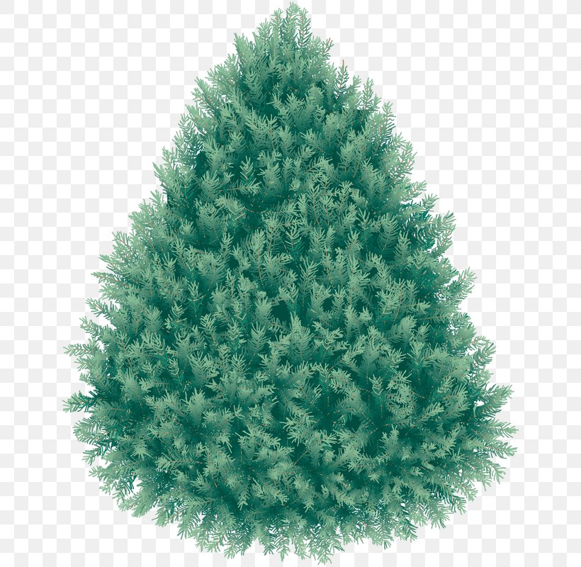 Douglas Fir Tree, PNG, 650x800px, Fir, Biome, Blue Spruce, Christmas, Christmas Decoration Download Free