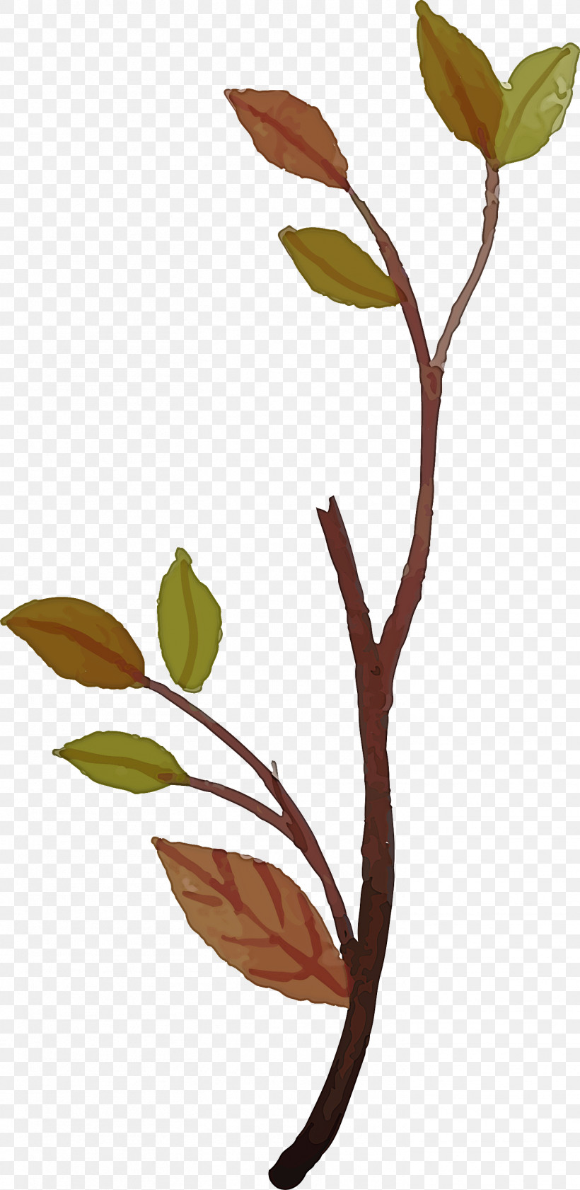 Leaf Plant Stem Twig Tree Flower, PNG, 1463x3000px, Watercolor Autumn, Biology, Colorful Leaf, Flora, Flower Download Free