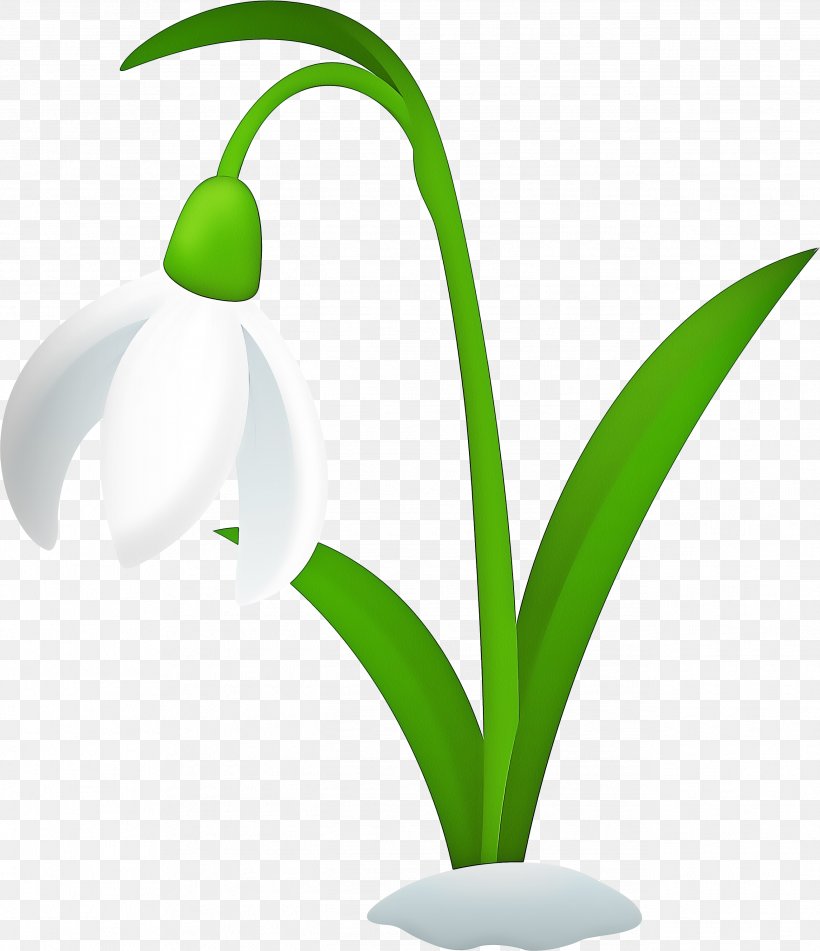 Summer Flower Background, PNG, 2586x3000px, Snowdrop, Amaryllis Family, Flower, Flowerpot, Galanthus Download Free