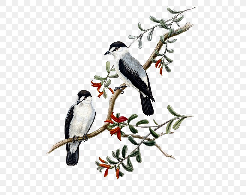Bird Torrent Flyrobin Illustration Golden-bellied White-eye Scarlet-backed Flowerpecker, PNG, 545x651px, Bird, Beak, Birdofparadise, Branch, Drawing Download Free