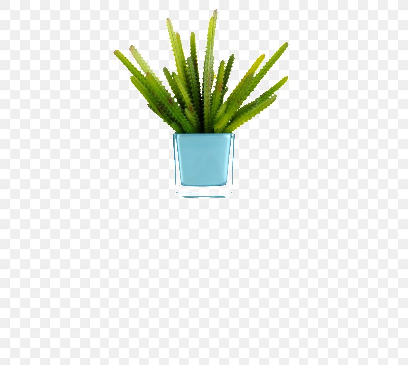 Citroën Cactus M Grasses Flowerpot Plant Stem Aloe Vera, PNG, 450x734px, Grasses, Aloe, Aloe Vera, Cactus, Family Download Free