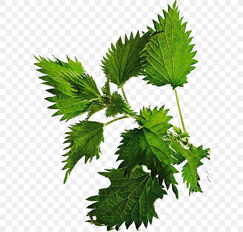 Common Nettle Hair Loss Lotion Herb, PNG, 598x780px, Common Nettle, Body, Branch, Cosmetics, Grape Leaves Download Free
