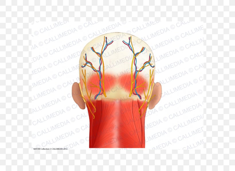 Muscle Head Anatomy Posterior Triangle Of The Neck, PNG, 600x600px, Muscle, Anatomy, Arm, Blood Vessel, Coronal Plane Download Free