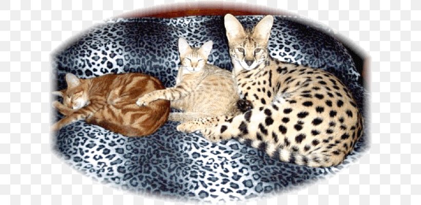 Savannah Cat Bengal Cat Kitten Ocicat Whiskers, PNG, 630x400px, Savannah Cat, Animal, Ashera, Bengal, Bengal Cat Download Free