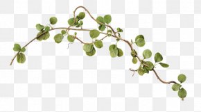 Leaf - Twig Branch Leaf Clip Art PNG