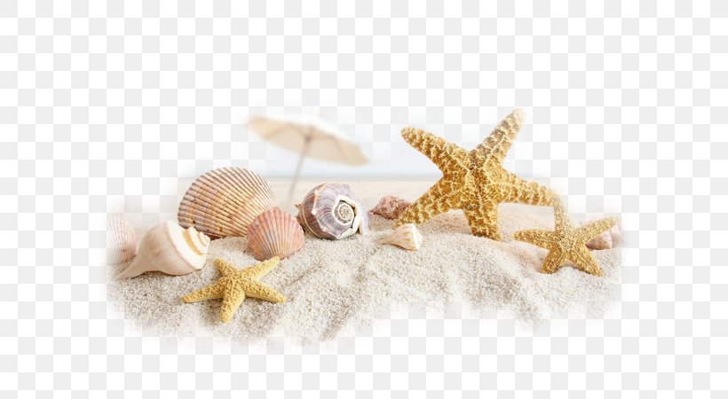 Shell Beach Www.timelinecovers.pro Seashell Facebook, PNG, 600x450px, Beach, Computer, Facebook, Organism, Sand Download Free