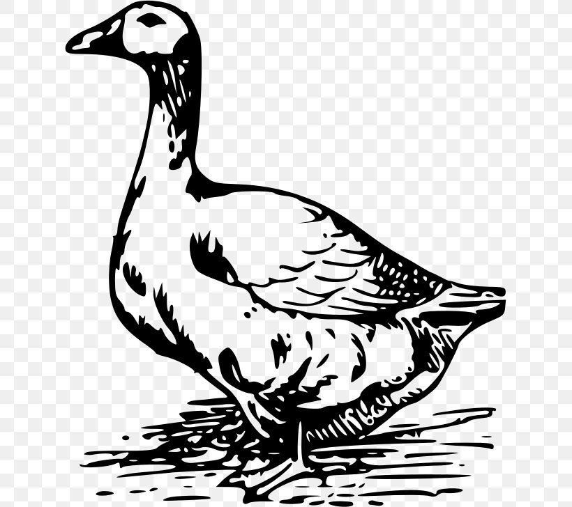 Swan Goose Duck Bird Clip Art, PNG, 633x728px, Goose, Anatidae, Animal, Art, Artwork Download Free