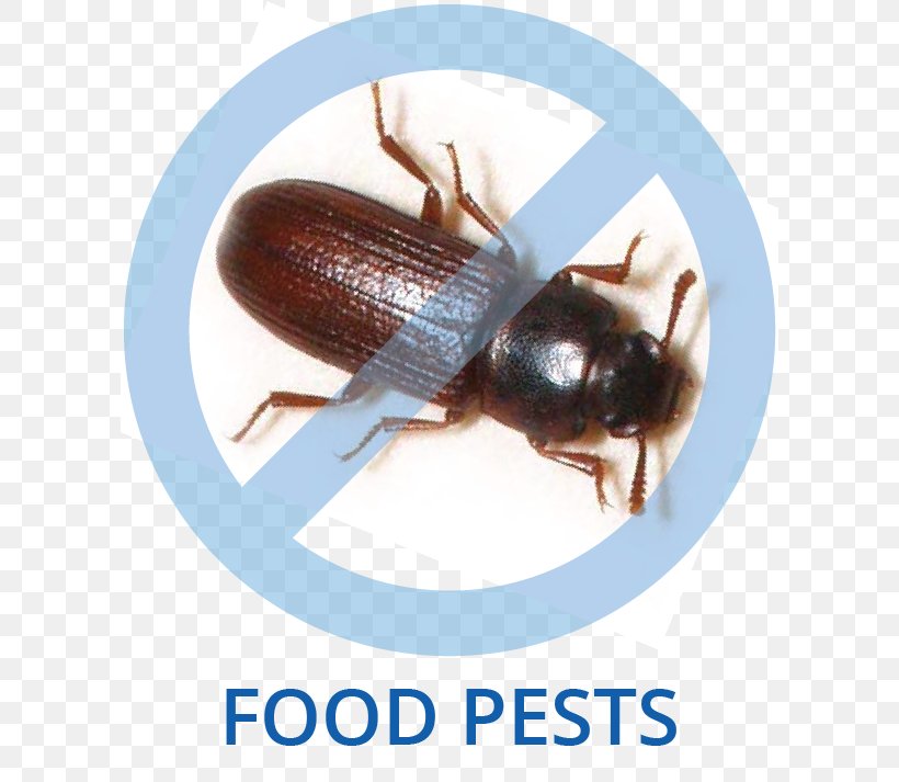 Tricity Pest Control Cockroach Beetle, PNG, 600x713px, Pest, Arthropod, Beetle, Cockroach, Comfort Download Free