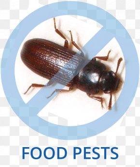 Cockroach - Tricity Pest Control Cockroach Beetle PNG