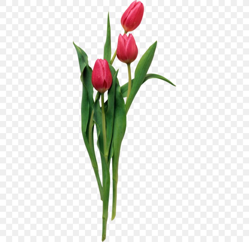 Animation Flower, PNG, 340x800px, Animation, Blog, Bud, Computer Animation,  Cut Flowers Download Free