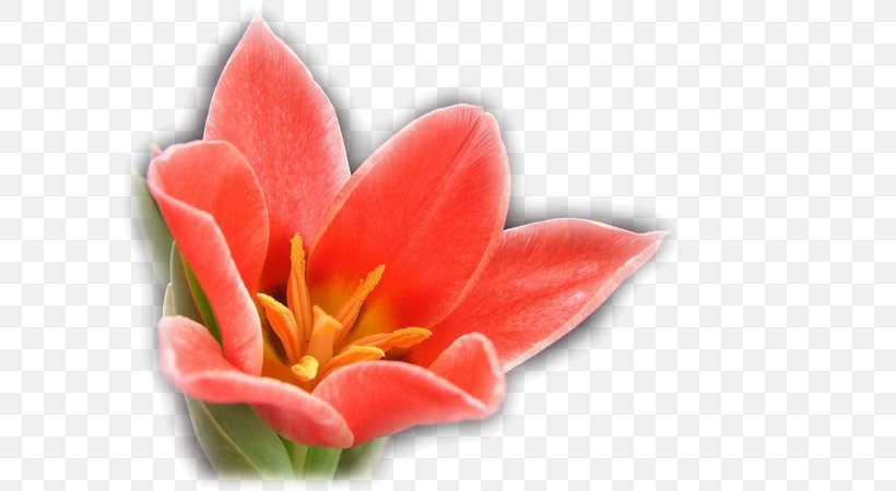Flower Tulip, PNG, 600x450px, Flower, Clothing Accessories, Cut Flowers, Digital Image, Drawing Download Free