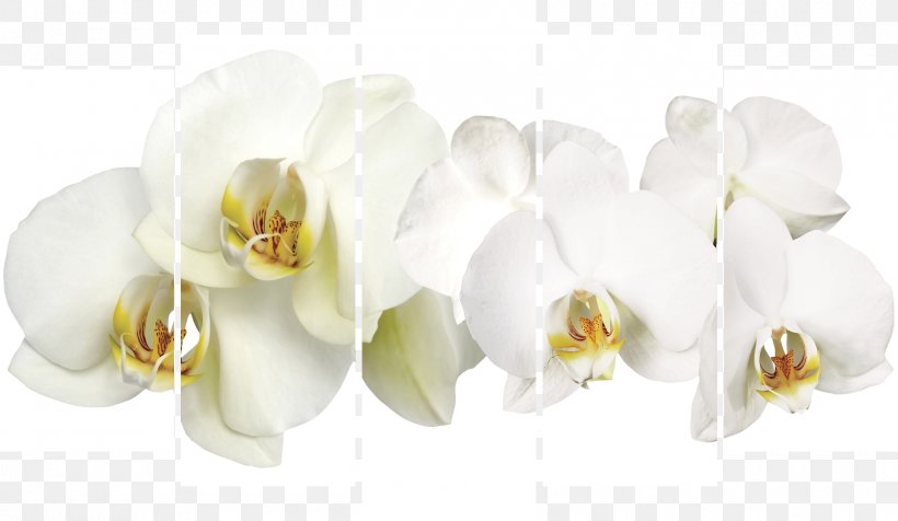 Okna Zapolyar'ya Cut Flowers Moth Orchids, PNG, 1600x930px, Cut Flowers, Balcony, Ceiling, Company, Door Download Free