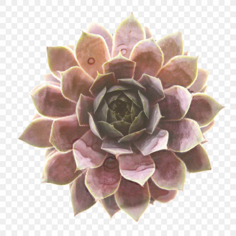 Pink Flower Cartoon, PNG, 1024x1024px, Purple, Dahlia, Echeveria, Flower, Petal Download Free