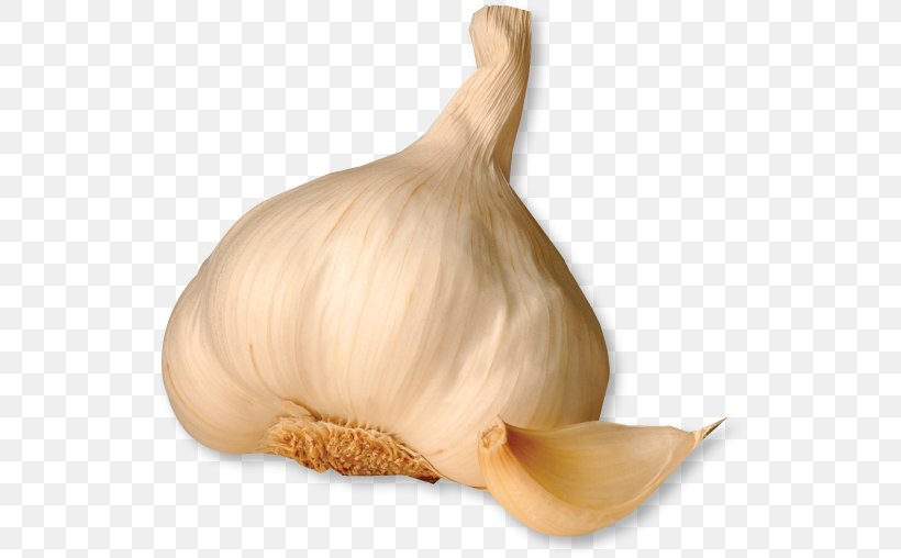 Shallot Solo Garlic Garlic Knot Garlic Bread Elephant Garlic, PNG, 535x508px, Shallot, Bulb, Christopher Ranch Llc, Clove, Elephant Garlic Download Free