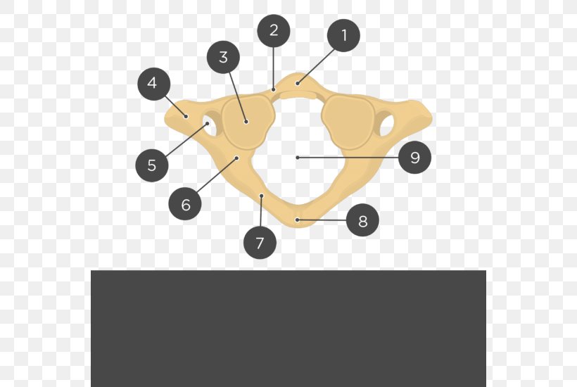 Atlas Vertebral Column Axis Articular Processes Cervical Vertebrae, PNG, 562x550px, Atlas, Anatomy, Articular Processes, Axis, Bone Download Free