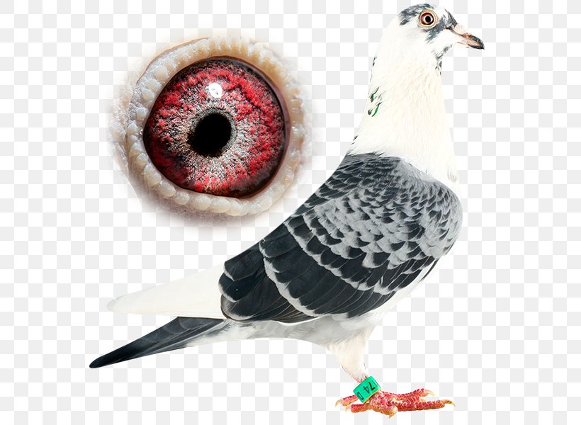 Bird Domestic Pigeon Columbidae Pigeon Racing Flight, PNG, 600x600px, Bird, Anne Line, Beak, Columbidae, Domestic Pigeon Download Free