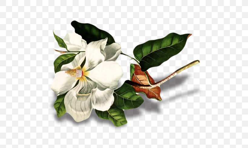 Cut Flowers Art Flowering Plant Magnolia, PNG, 800x491px, Cut Flowers, Art, Flower, Flowering Plant, Magnolia Download Free