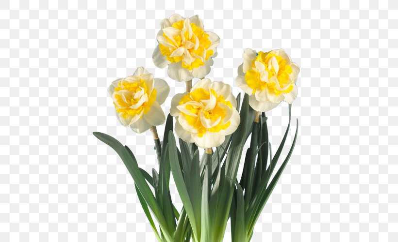 Daffodil Fa. Bisschops Cut Flowers Plant, PNG, 500x500px, Daffodil, Amaryllis Family, Artificial Flower, Cut Flowers, Dahlia Download Free