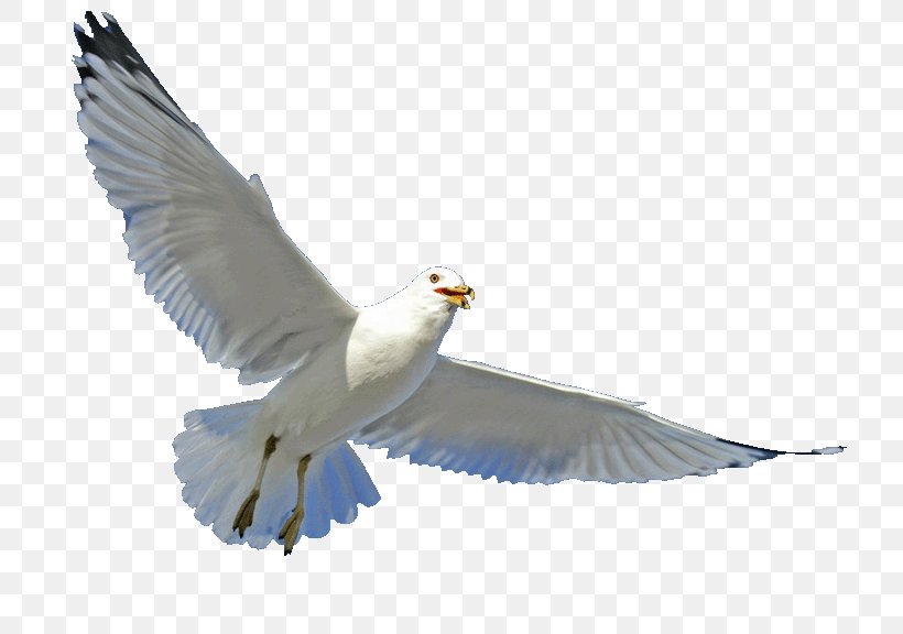 Gulls Bird Parrot Beak Feather, PNG, 786x576px, Gulls, Beak, Bird, Charadriiformes, Dandruff Download Free