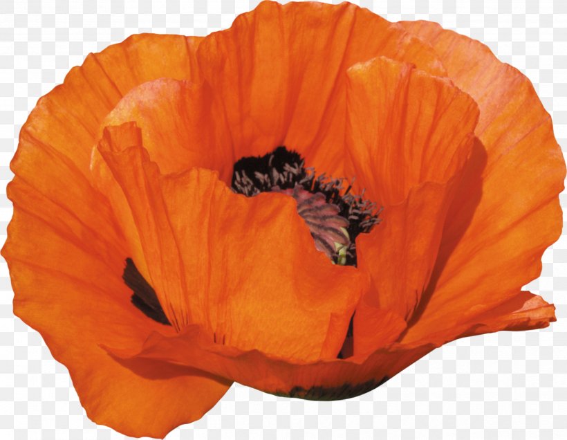 Remembrance Poppy Clip Art, PNG, 2491x1934px, Poppy, Computer, Digital Image, Drawing, Flower Download Free