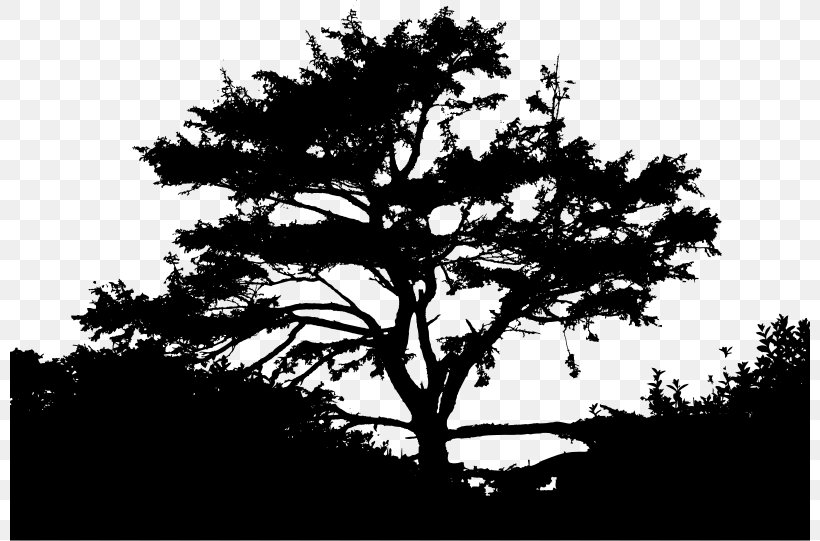 Silhouette Nature Photography Landscape, PNG, 800x541px, Silhouette, Black And White, Branch, Cloud, Conifer Download Free