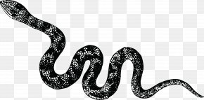 Snakes - Snake Vipers Cobra Clip Art PNG