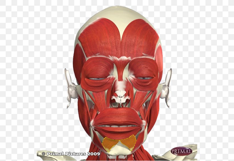 The Anatomy Lesson Of Dr. Nicolaes Tulp Botulinum Toxin Facial Muscles, PNG, 564x565px, Anatomy, Anatomy Lesson Of Dr Nicolaes Tulp, Botulinum Toxin, Clostridium Botulinum, Cosmetics Download Free