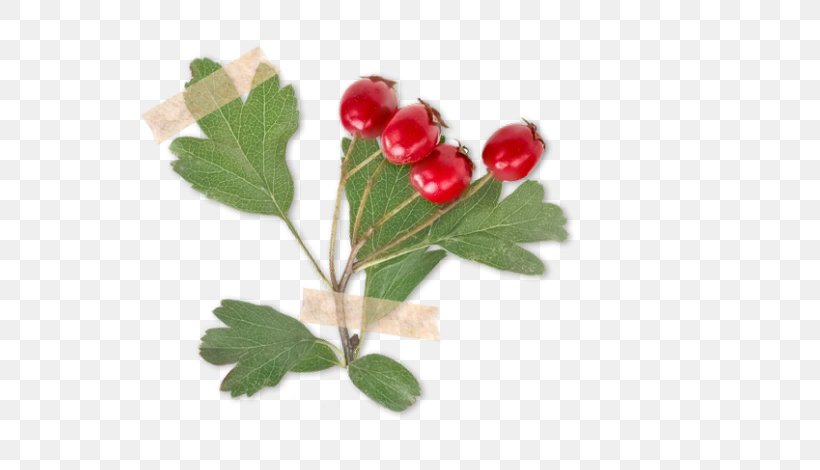Crataegus Laevigata Rose Hip Berry Herb Thorns, Spines, And Prickles, PNG, 560x470px, Crataegus Laevigata, Berry, Common Verbena, Dogrose, Flower Download Free