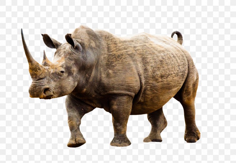 Dürer's Rhinoceros T-shirt Poaching Black Rhinoceros, PNG, 1280x888px, Rhinoceros, Black Rhinoceros, Elephants, Fauna, Hippopotamus Download Free
