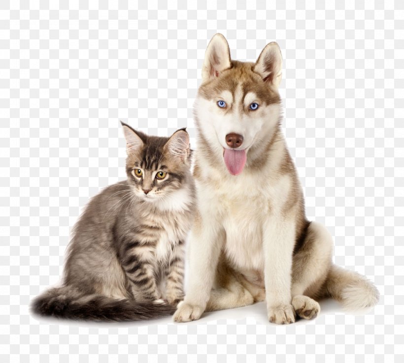 Siberian Husky Maine Coon Kitten Puppy Dogu2013cat Relationship, PNG, 1000x900px, Siberian Husky, Alaskan Klee Kai, Alaskan Malamute, Breed, Carnivoran Download Free