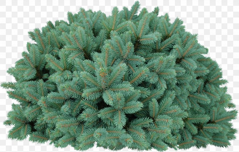 Blue Spruce Conifers Tree Fir Needle, PNG, 1024x652px, Blue Spruce, Biome, Branch, Conifer, Conifers Download Free