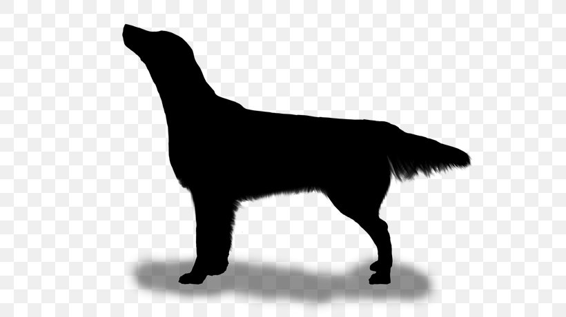 Flat-coated Retriever Labrador Retriever Dog Breed Puppy, PNG, 640x460px, Flatcoated Retriever, Breed, Canidae, Carnivore, Dog Download Free