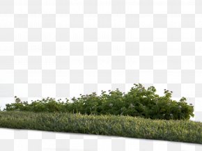 Bushes - Shrub Tree Flower Vegetation PNG