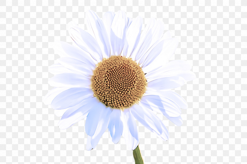 Daisy, PNG, 2448x1632px, Flower, Camomile, Chamomile, Daisy, Gerbera Download Free