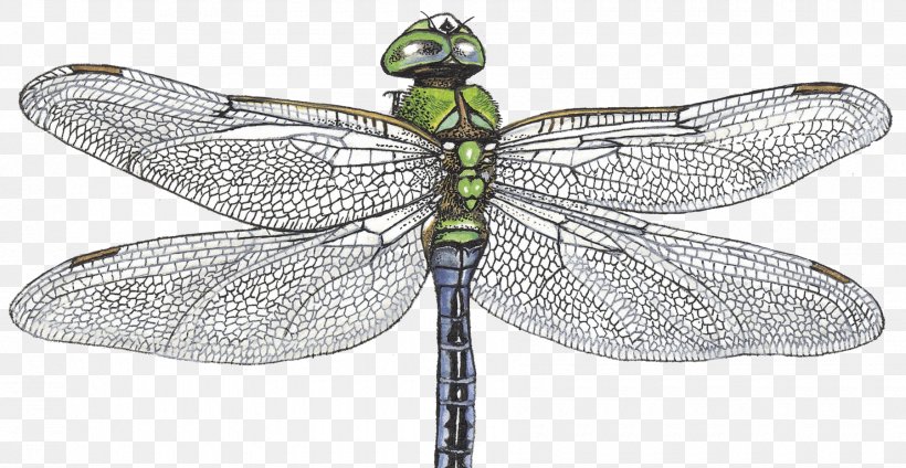 Emperor Dragonfly Pterygota Net-winged Insects Longtemps, PNG, 1800x931px, Emperor, Anax, Arthropod, Body Jewelry, Dragonflies And Damseflies Download Free