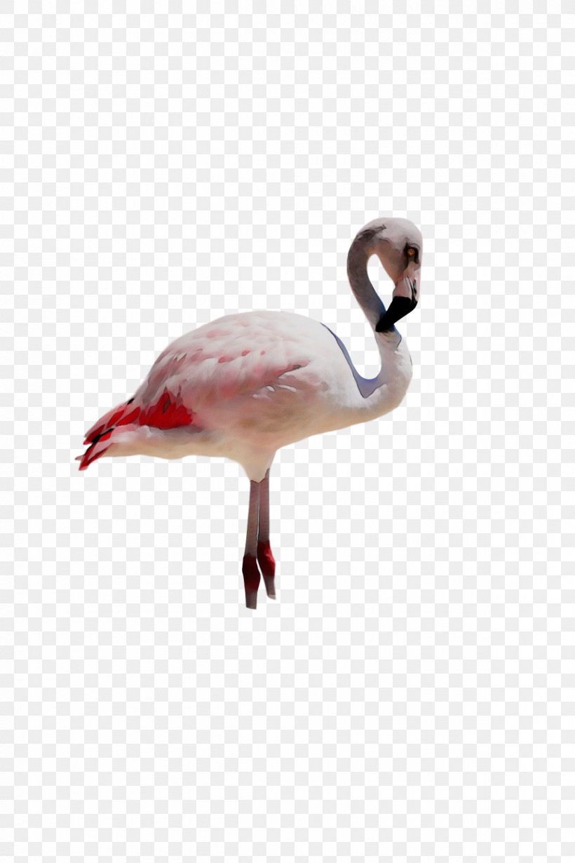 Flamingo, PNG, 1200x1800px, Watercolor, Beak, Biology, Birds, Flamingo Download Free