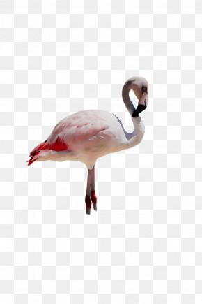 Flamingo PNG