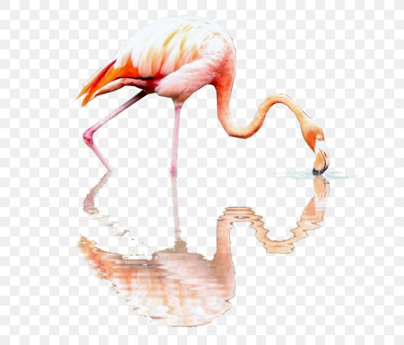 Flamingos RGB Color Model Beak, PNG, 692x700px, Flamingos, Animal, Beak, Bird, Color Download Free