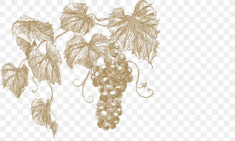 Grape Leaf Grape Leaves Grapevine Family Vitis, PNG, 1000x600px, Grape, Grape Leaves, Grapevine Family, Leaf, Plant Download Free
