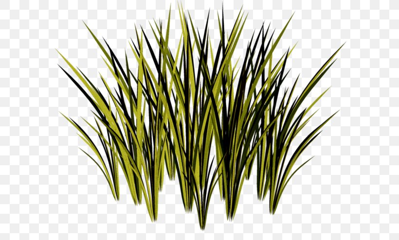 Grasses Sweet Grass Herbaceous Plant Plants Plant Stem, PNG, 650x494px, Grasses, Drawing, Flowering Plant, Grass, Grass Family Download Free
